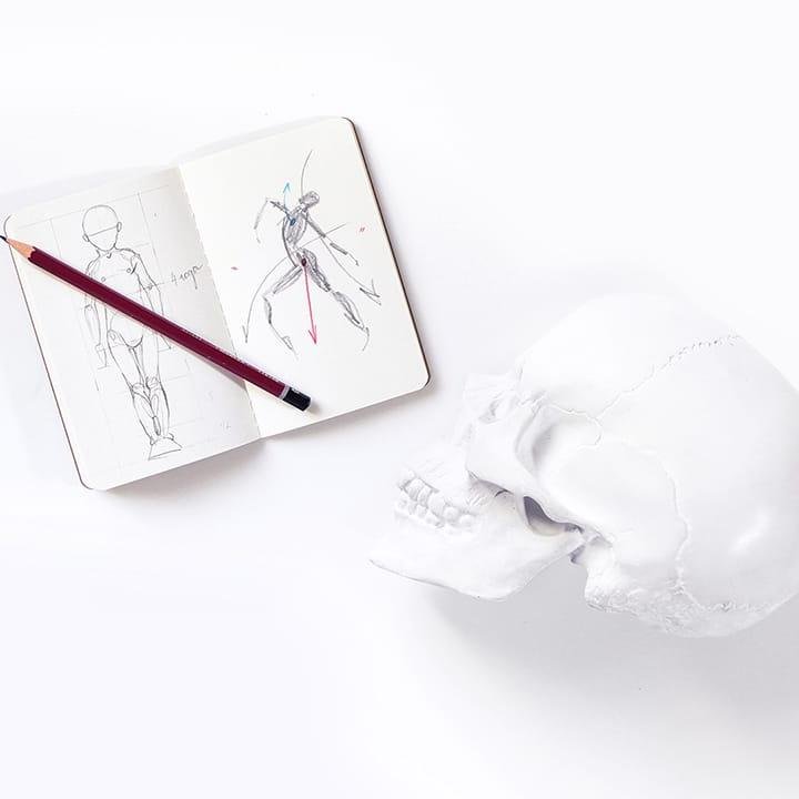 Анатомия для иллюстратора