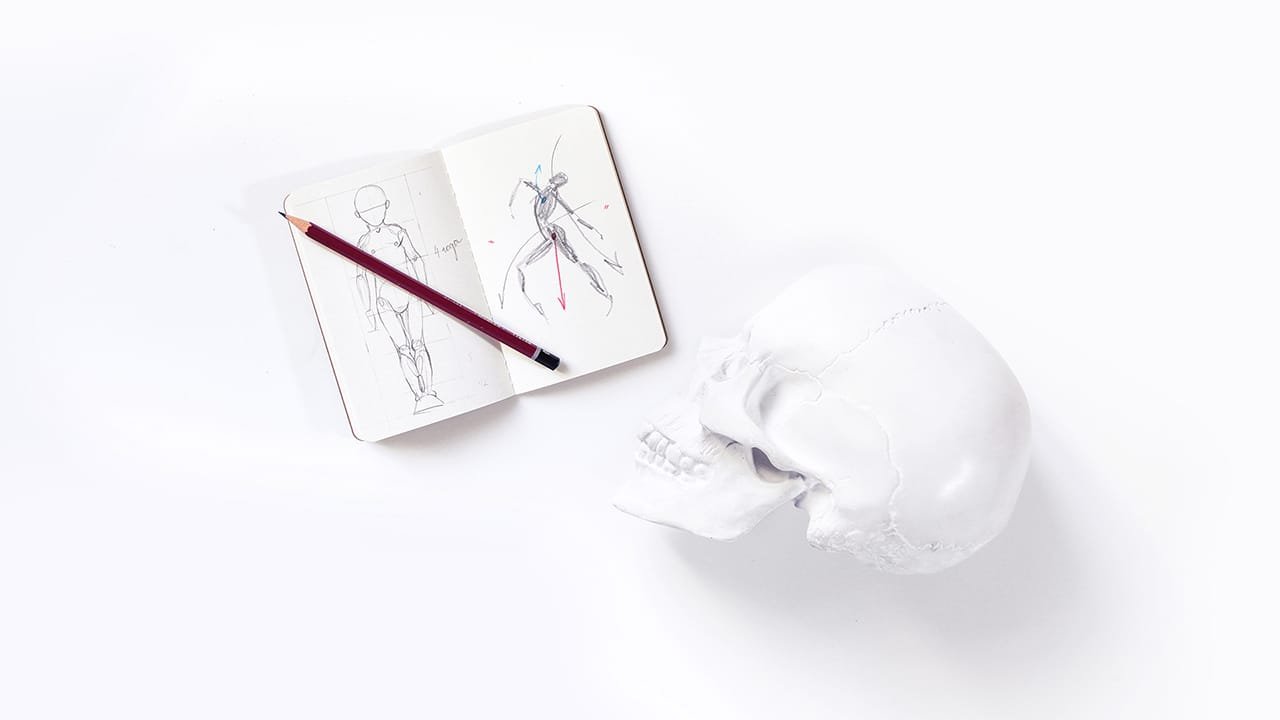 3-anatomiya-illustratziya-risunok-01.jpg